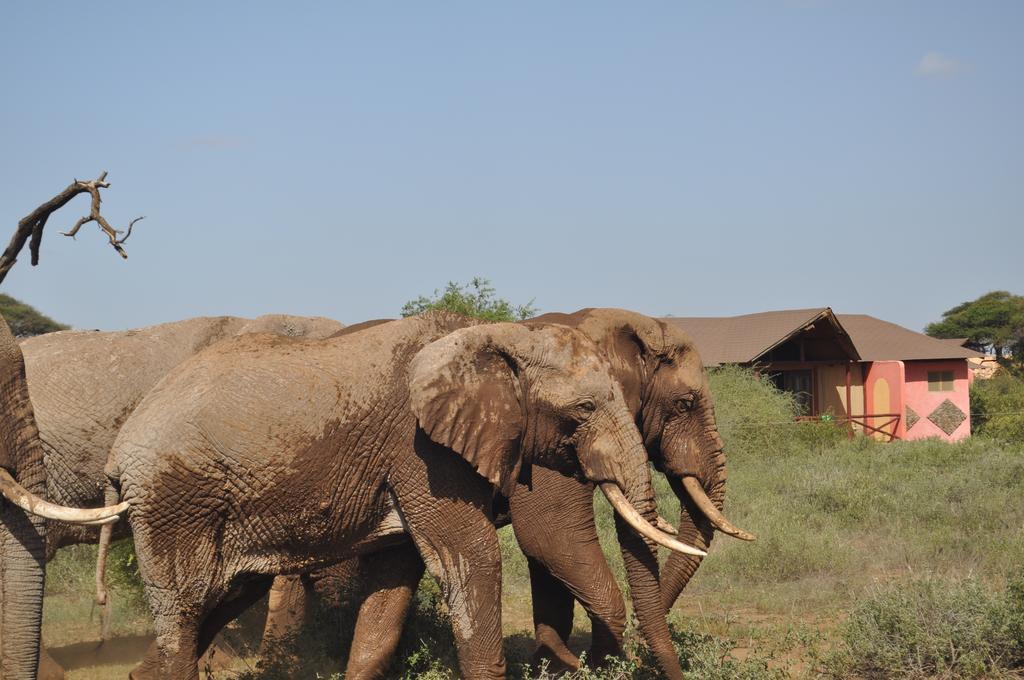 Kilima Safari Camp Hotel Amboseli Room photo